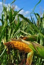 Moize corn cob close up detail, green feeld and cloudy sky