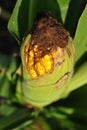 Moize corn cob close up detail, top view, green background