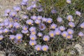 Mojave Aster