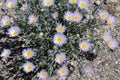 Mojave Aster at Death Valley