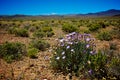 Mojave Aster flower in Wilderness