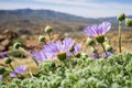 Mojave aster Xylorhiza tortifolia wild flowers blooming in Joshua Tree National Park, California