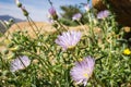 Mojave aster Xylorhiza tortifolia wild flowers blooming in Joshua Tree National Park, California