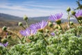 Mojave aster Xylorhiza tortifolia wild flowers blooming in Joshua Tree National Park, California