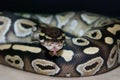 Mojave Ball Python Tongue Royalty Free Stock Photo