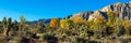 Panorama of Joshua trees and introduced deciduous trees in the Mojave Desert of southern Nevada Royalty Free Stock Photo