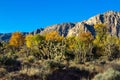 Joshua trees and introduced deciduous trees in the Mojave Desert of southern Nevada Royalty Free Stock Photo