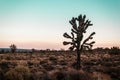 Mojave Desert near Route 66 in California Royalty Free Stock Photo