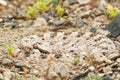 Mojave Desert Sidewinder Rattlesnake