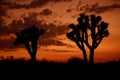 Mojave Desert Sunset