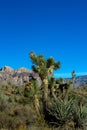 Joshua trees at dawn in the Mojave Desert of southern Nevada Royalty Free Stock Photo