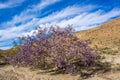 Mojave Indigo Bush