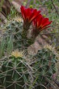 Mojave mound cactus - Echinocereus triglochidiatus Royalty Free Stock Photo