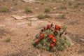 Mojave Mound Cactus Echinocereus triglochidiatus In High Desert Royalty Free Stock Photo