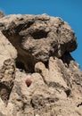 Mojave National Preserve, Barrel Cactus up high Royalty Free Stock Photo