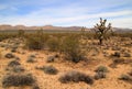 Mojave National Preserve Royalty Free Stock Photo