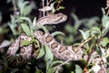 Mojave Rattlesnake in Arizona Desert - Mojave Green Royalty Free Stock Photo