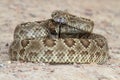 Mojave Rattlesnake - Crotalus scutulatus Royalty Free Stock Photo