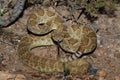 Mojave Rattlesnake - Crotalus scutulatus Royalty Free Stock Photo