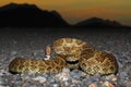 Mojave Rattlesnake - Crotalus scutulatus Royalty Free Stock Photo