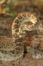 Mojave Rattlesnake