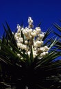 Mojave Yucca