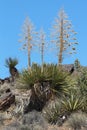 Mojave Yucca Royalty Free Stock Photo