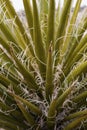 Mojave yucca Royalty Free Stock Photo