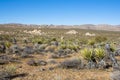 Mojave Yucca Autumn Yucca Schidigera