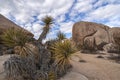 Mojave yucca cacti and boulders at Joshua Tree National Park, CA, USA