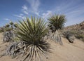 Mojave Yucca Royalty Free Stock Photo