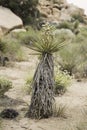 Mojave yucca plant inside the Joshua Tree National Park Royalty Free Stock Photo