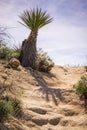Mojave Yucca Yucca schidigera bordering a rocky trail, Joshua Tree National Park, California