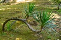 Mojave Yucca or Yucca shidigera palm in the flowerbed Royalty Free Stock Photo