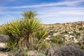 Mojave Yucca Yucca schidigera, Joshua Tree National Park, California