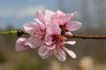 `Mojo Blossom` Peach Blossom stock photo by Zen Duder Royalty Free Stock Photo