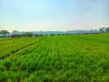 Mojokerto / East Java - October 21, 2020: looks very green in the rice fields in Mojokerto.