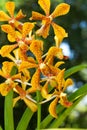 Mokara orchid Royalty Free Stock Photo