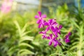 Mokara Pink Calypso, Beautiful pink orchids. Orchid Farm. Thailand Royalty Free Stock Photo