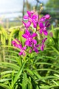 Mokara Pink Calypso, Beautiful pink orchids. Orchid Farm. Thailand Royalty Free Stock Photo