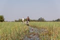 Mokoro ride in the okawango delta in Botswana in africa