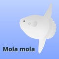 Mola mola fish cartoon style.