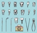 Molar teeth enamel, dental set. instruments equipment of the dentist doctor. oral cavity clean or sick. health or caries Royalty Free Stock Photo