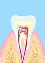 Molar tooth Royalty Free Stock Photo