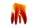 Molar tooth illustration