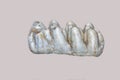 The molar tooth of a young elephant order Proboscidea is gray isolated on a white background. Animal world