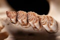 Molars and premolars of the beaver Castor fiber