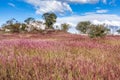 Molasses grass dancing with winds at Serra da Canastra National