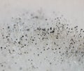 Mold Royalty Free Stock Photo