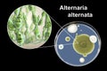 Mold Alternaria alternata, illustration and photo of colony on nutrient medium